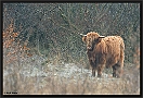 schotse hooglander MG 9437 kopie